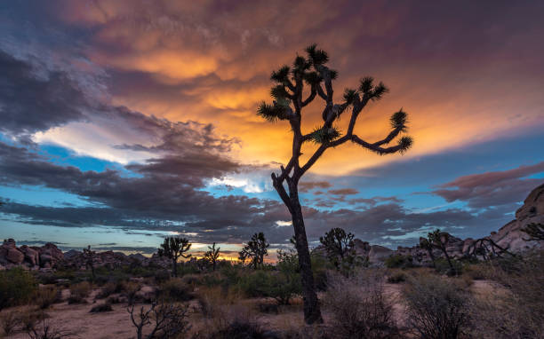 istock Joshua Tree National Park cloudy sunset after thunderstorm 1180979546