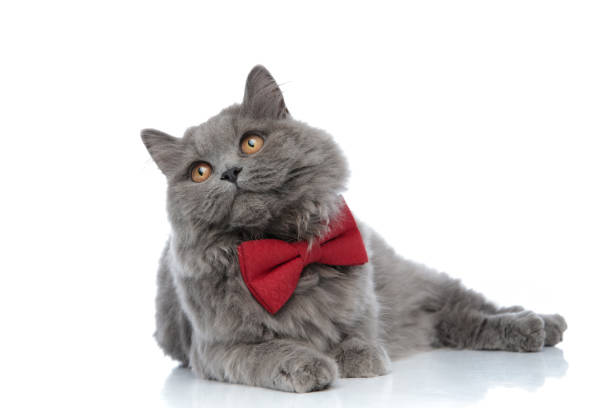 britannico longhair gatto sdraiato distosta lo sguardo con gli occhi lucidi - inglese a pelo lungo foto e immagini stock