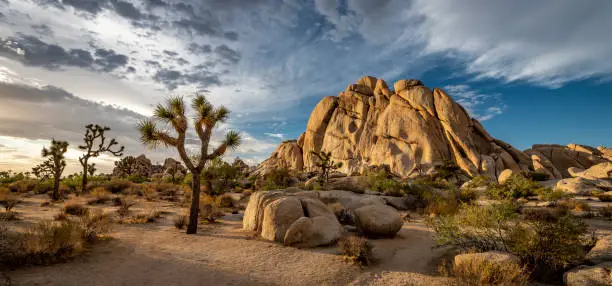 Joshua Tree National Park in California. The cloudy sunset was shot just after a big thunderstorm that generated also small floods. This situations leaded to a breathtaking cloudy sky that took fire during the sunset. Photo is taken with a wide angle lens. The Yucca brevifolia is the iconic tree of this park, inside the Mojave Desert. The rock in the picture is Old Woman Rock, a famous climbing point.