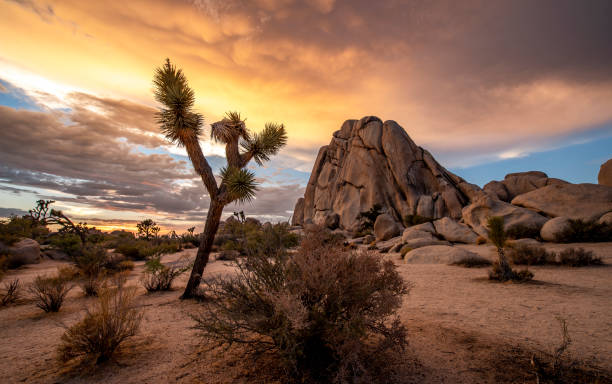 istock Joshua Tree National Park cloudy sunset 1180979641