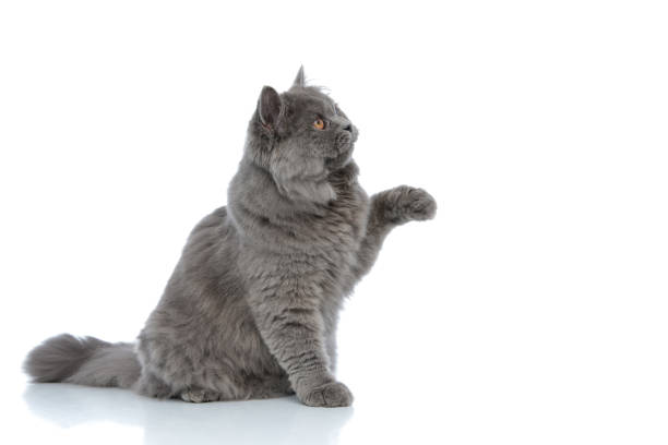 istock british longhair cat playing with one paw up happy 1180979697