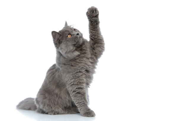 британский длинноволосый кот сидит и пытается достичь чего-то серьезного - cat стоковые фото и изображения