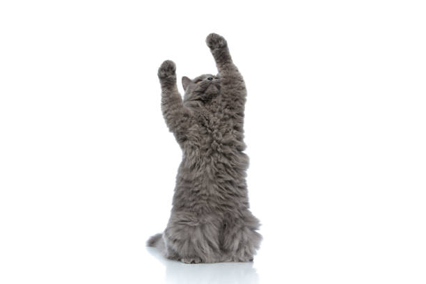 istock british longhair cat standing and playing with both paws up 1180980477
