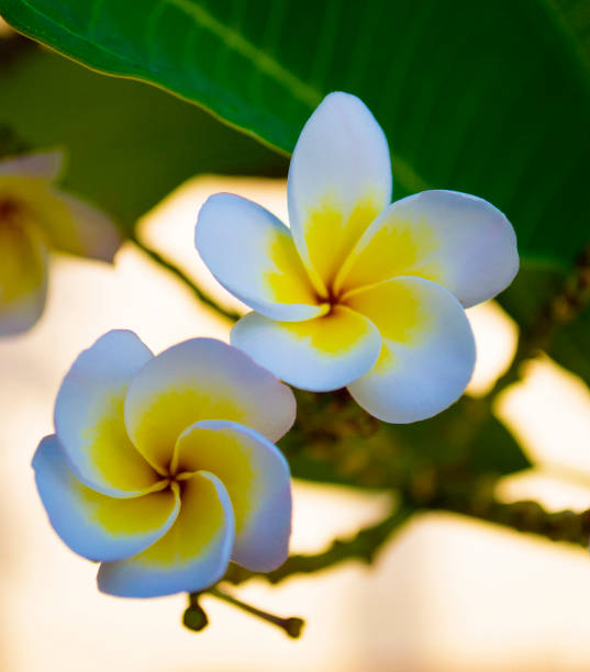 fleurs blanches et jaunes de plumeria sur un arbre"t - treet photos et images de collection