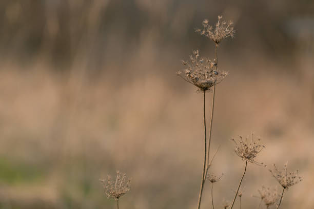 dry dill inflorescences and umbrellas