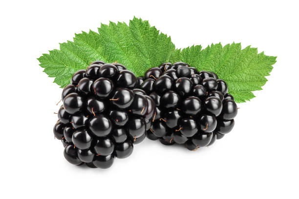 istock blackberry with leaf isolated on a white background closeup 1180981107