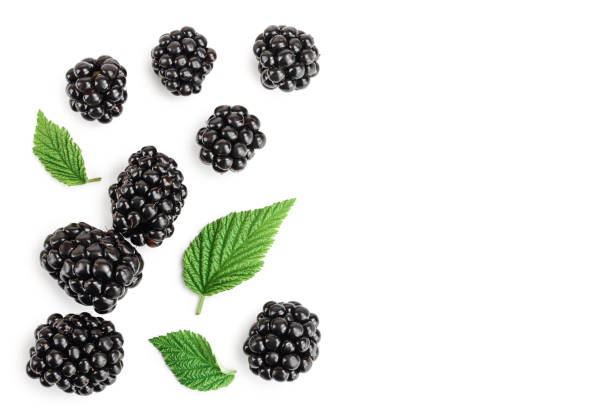 istock blackberry with leaf isolated on a white background. With copy space for your text. Top view. Flat lay 1180981108