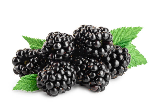 amora-preta com a folha isolada em um close up branco do fundo - blackberry fruit mulberry isolated - fotografias e filmes do acervo