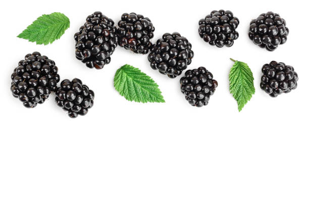 istock blackberry with leaf isolated on a white background. With copy space for your text. Top view. Flat lay 1180981110