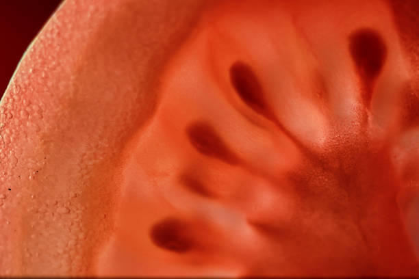 istock Red tomato cut in half with the texture of seeds 1180981172
