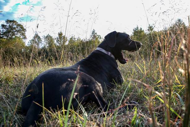 istock Beautiful black Great Dane dog in an autumn field 1180986478