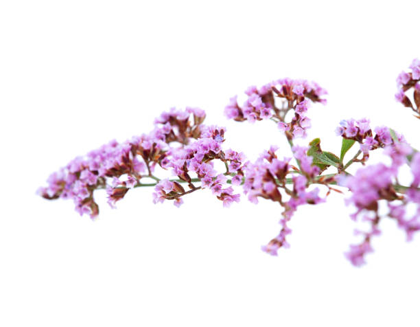 istock flora of Gran Canaria - Limonium 1180987700