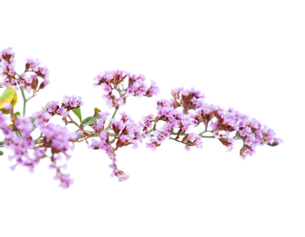 flora of Gran Canaria - Limonium flora of Gran Canaria - Limonium isolated on white background papery stock pictures, royalty-free photos & images