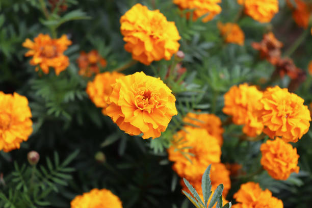Orange Tagetes flowers close up in organic garden. Many-petalled flowers with various shades of yellow, orange, bronze and red appear in every imaginable combination. Blurred background. Orange Tagetes flowers close up in organic garden, many-petalled flowers with various shades of yellow, orange, bronze and red appear in every imaginable combination. Blurred background. yellow marigold stock pictures, royalty-free photos & images