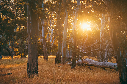 Sunset viewed through Eucalyptus trees, South Australia