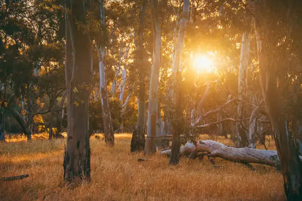 Photo of Eucalyptus forest at sunset