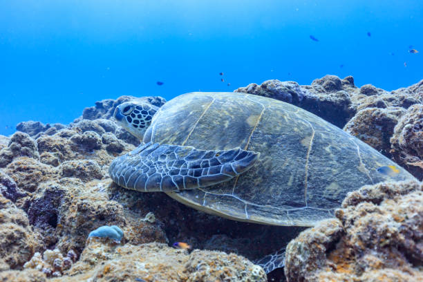 istock Ishigaki Island Diving - Lazy green turtle 1180990945