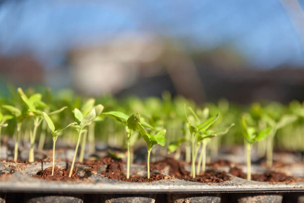 istock Vegetable plant on blurred background. Young plants in nursery plastic tray, Nursery vegetable farm. close up of seedling growing in black plastic tray. 1180991073