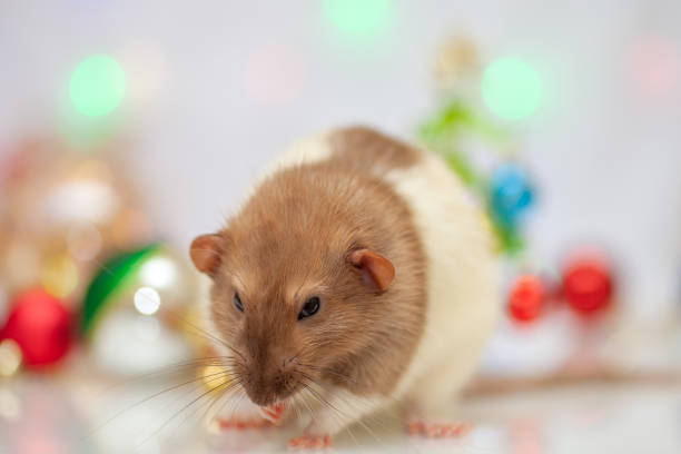 istock Rat sitting at colorful christmas decorations 1180991578