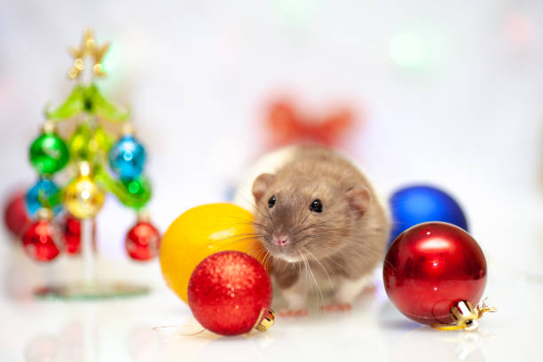 istock Rat sitting at colorful christmas decorations 1180991605
