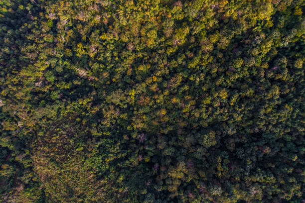 istock Mountain green tropical forest aerial view 1180992963