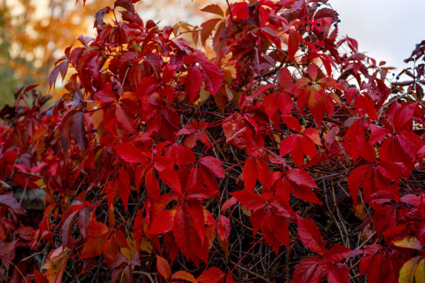istock Red autumn ivy leaves 1180993039