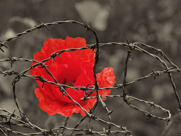 a bright red poppy flower against a sepia toned field behind tangled barbed wire war remembrance day concept image - sepia toned floral imagens e fotografias de stock