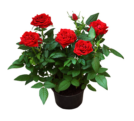 Red rose flowers in a pot isolated on white