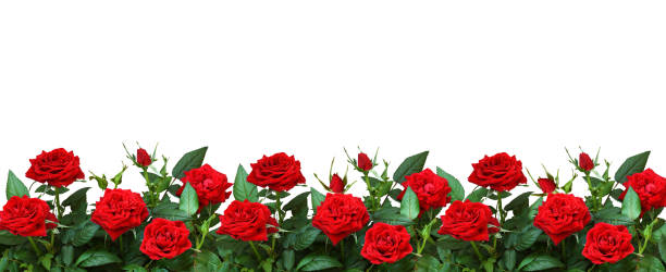 Red rose flowers in a border