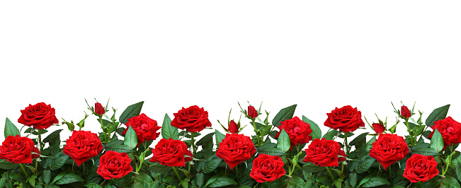 Red rose flowers in a border isolated on white