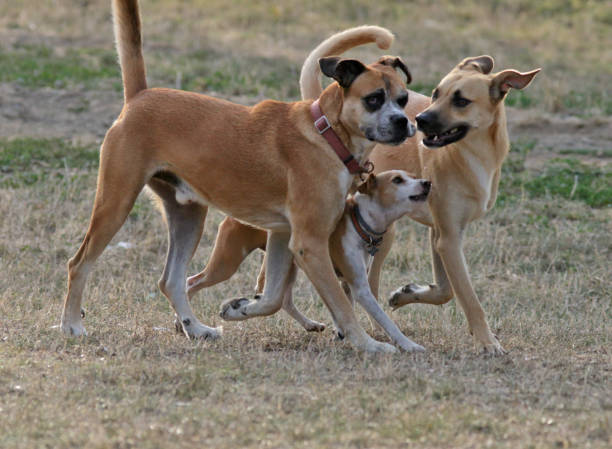 istock Dogs in the city park 1180995448