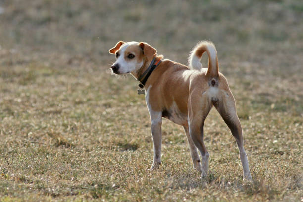 Dogs in the city park -