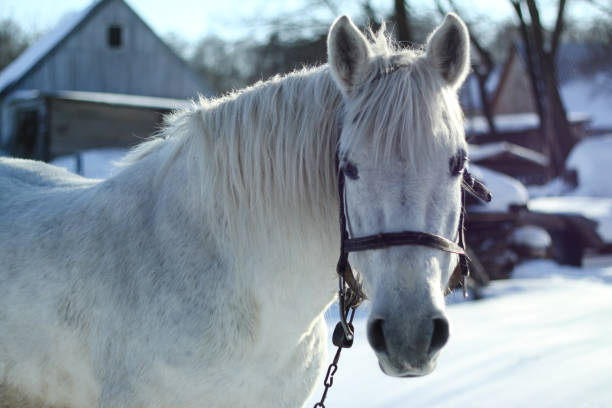 Beautiful white-gray horse in the winter at the farm. New Year's landscape with a noble animal. Christmas theme stock photo