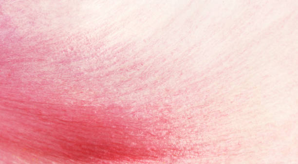 Texture of pink peony flower petal