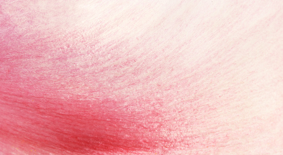 Texture of pink peony flower petal for background
