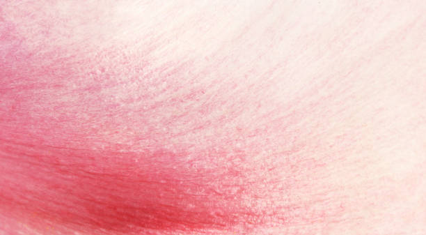 Photo of Texture of pink peony flower petal
