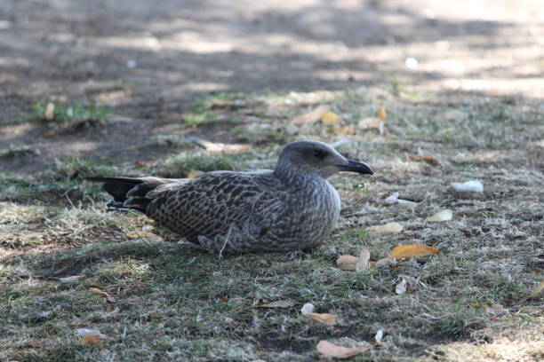 istock Goose bird animal sitting over Grass 1180996747