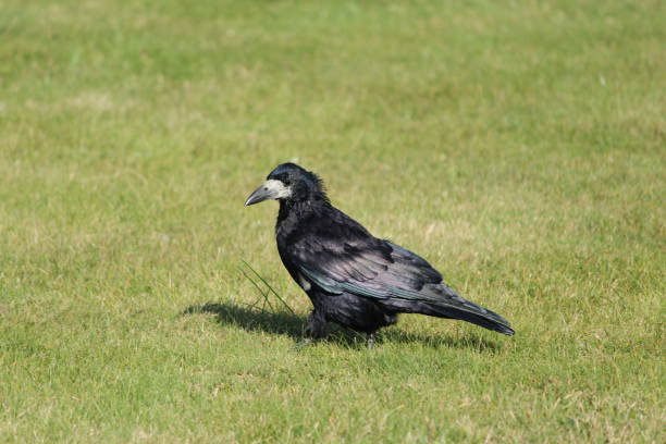 istock Beautiful black crow walking on green grass 1180996817