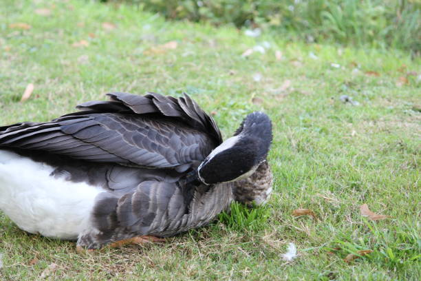 istock Goose bird animal sitting over Grass 1180996819