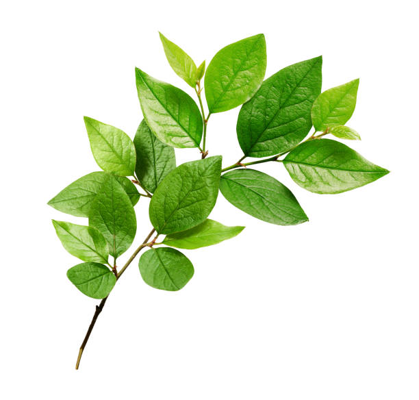 istock Twig with green leaves 1180996858