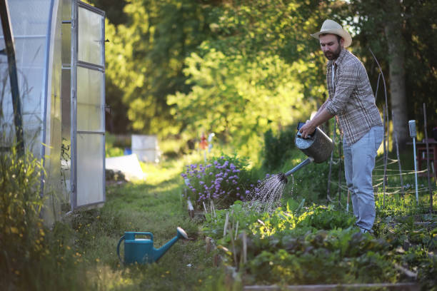 istock Man farmer watering a vegetable garden 1180996889