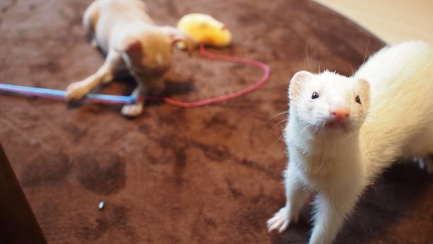 istock Ferret and dog play 1180996936