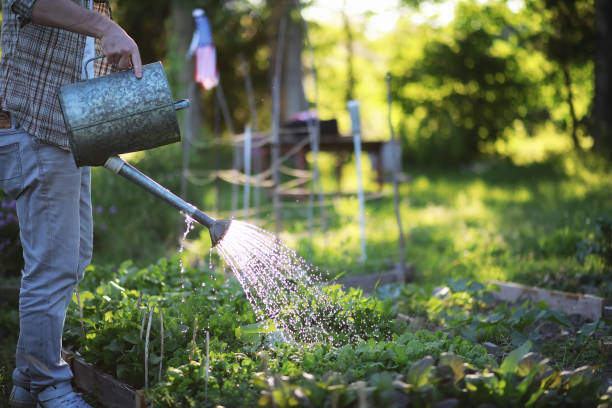 istock Man farmer watering a vegetable garden 1180996960