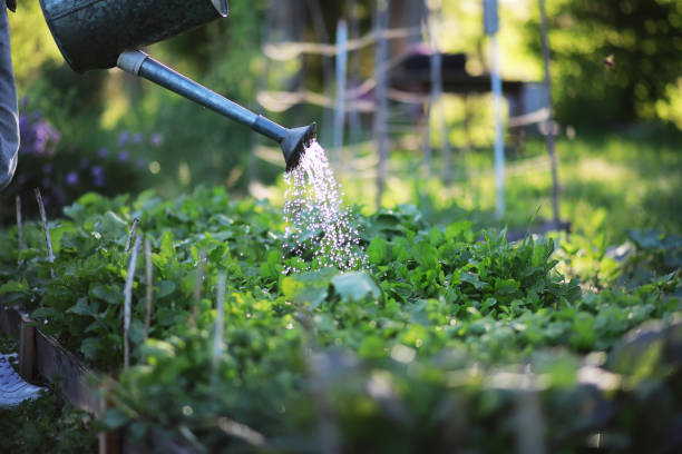istock Man farmer watering a vegetable garden 1180997010