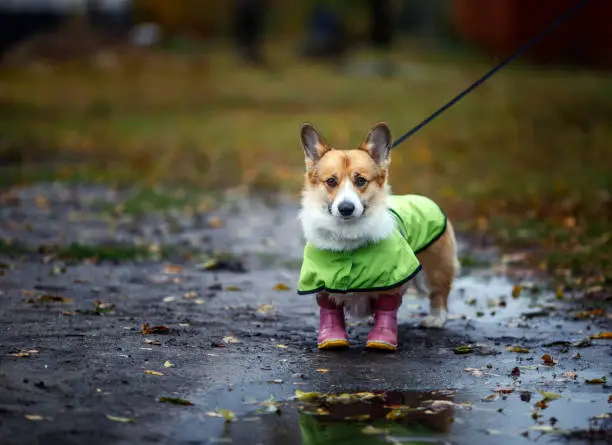 Photo of cute puppy a red-haired Corgi dog stands for a walk in rubber boots and a raincoat on an autumn rainy day in the garden