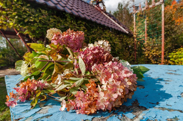 Autumn flowers and plants