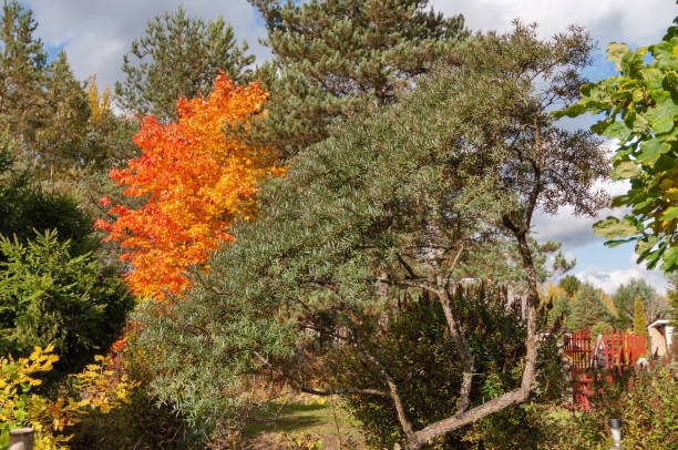 jasnoczerwone klony na wiejskiej drodze w słoneczny jesienny dzień - nature street rural scene outdoors zdjęcia i obrazy z banku zdjęć