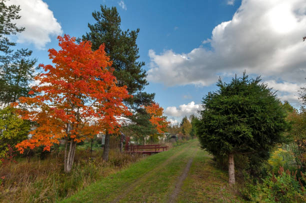 jasnoczerwone klony na wiejskiej drodze w słoneczny jesienny dzień - nature street rural scene outdoors zdjęcia i obrazy z banku zdjęć