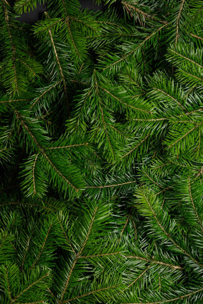 istock Background of green fir branches 1181001753
