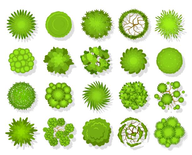 illustrazioni stock, clip art, cartoni animati e icone di tendenza di albero della vista dall'alto. piantagione verde del paesaggio aereo, vegetazione mappa del parco ed elementi del piano della foresta tropicale dall'alto set vettoriale - cima di albero